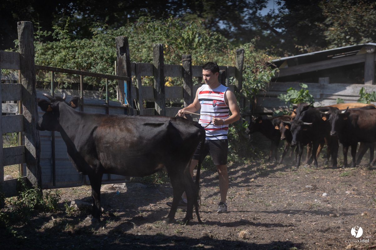Course landaise à Panjas